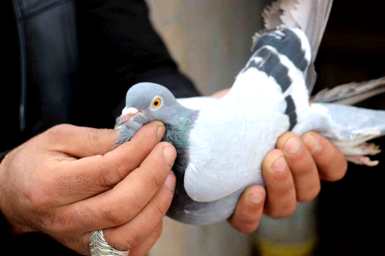 Her gün kümeslerinin başına gelerek kuşlarıyla yakından ilgileniyorlar