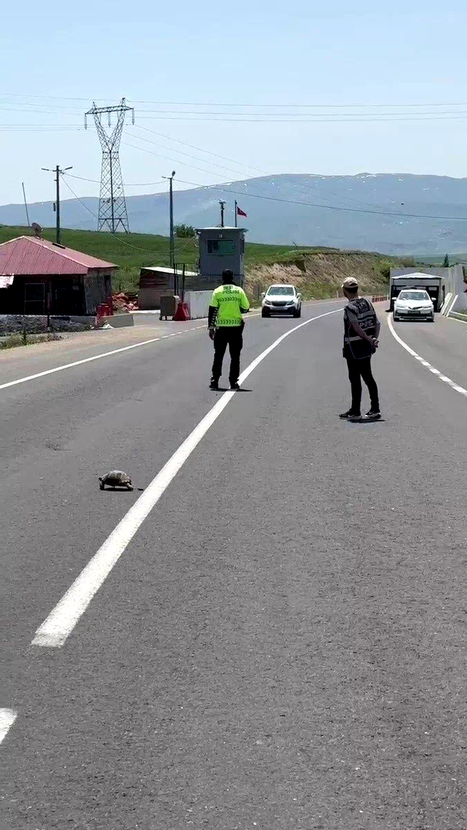 Hınıs’ta yürekleri ısıtan görüntü: Polis memuru kaplumbağa için trafiği durdurdu