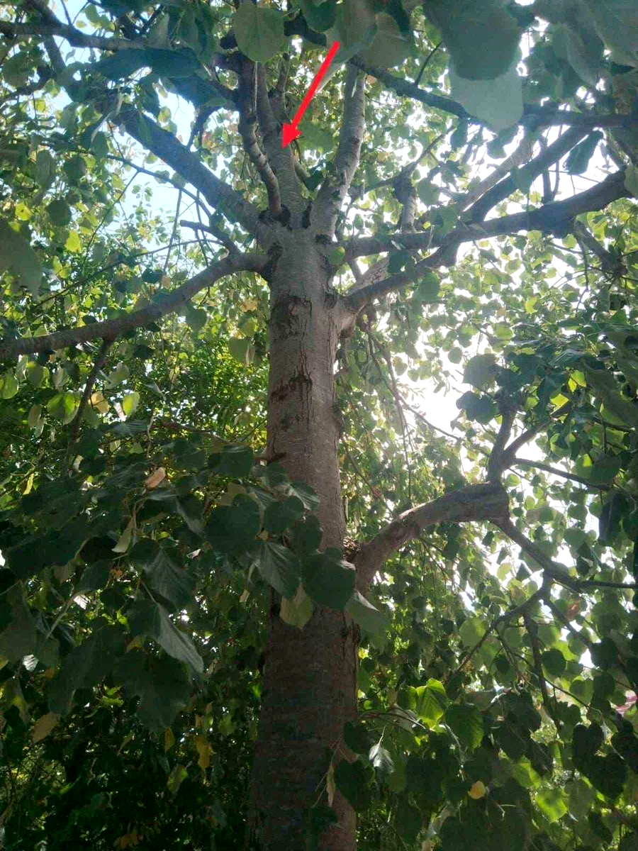 Ihlamur ağacından düşen kadın yaralandı