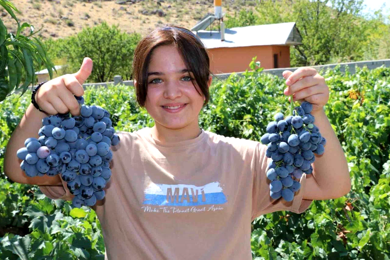 İki asırlık Üzümlü’nün bağlarında Cimin üzümü hasadı başladı