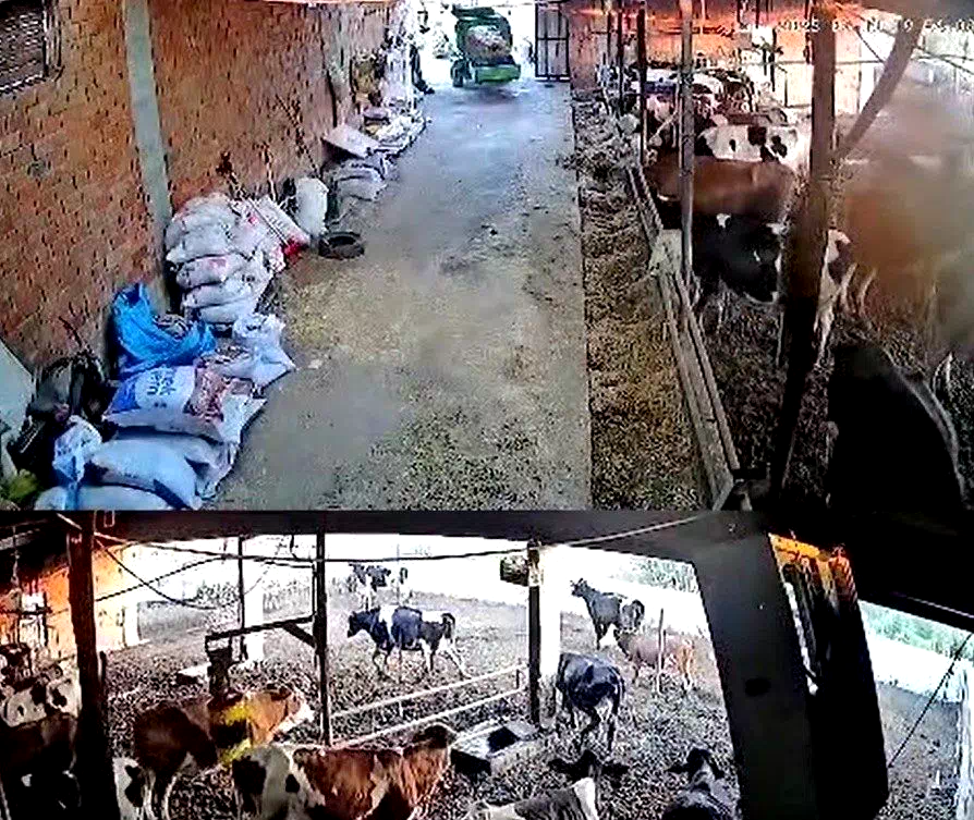 İnekler kaçıştı, kolonya şişeleri yerle bir oldu