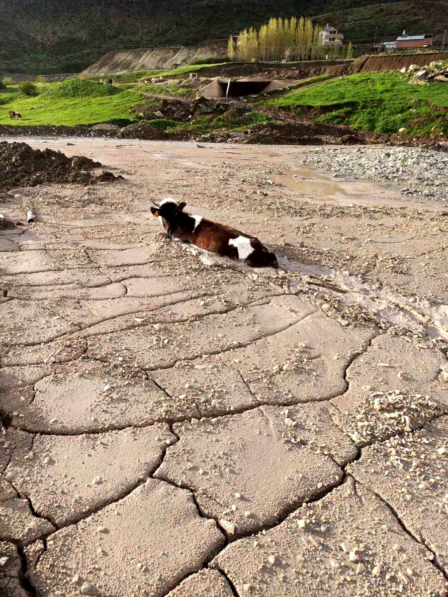 İnşaat firmasının döktüğü beton yığınına, kurbanlık düve saplandı