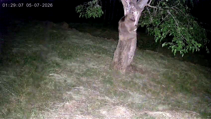 İspir’de ayı ve domuz sürüleri dut bahçelerini talan etti