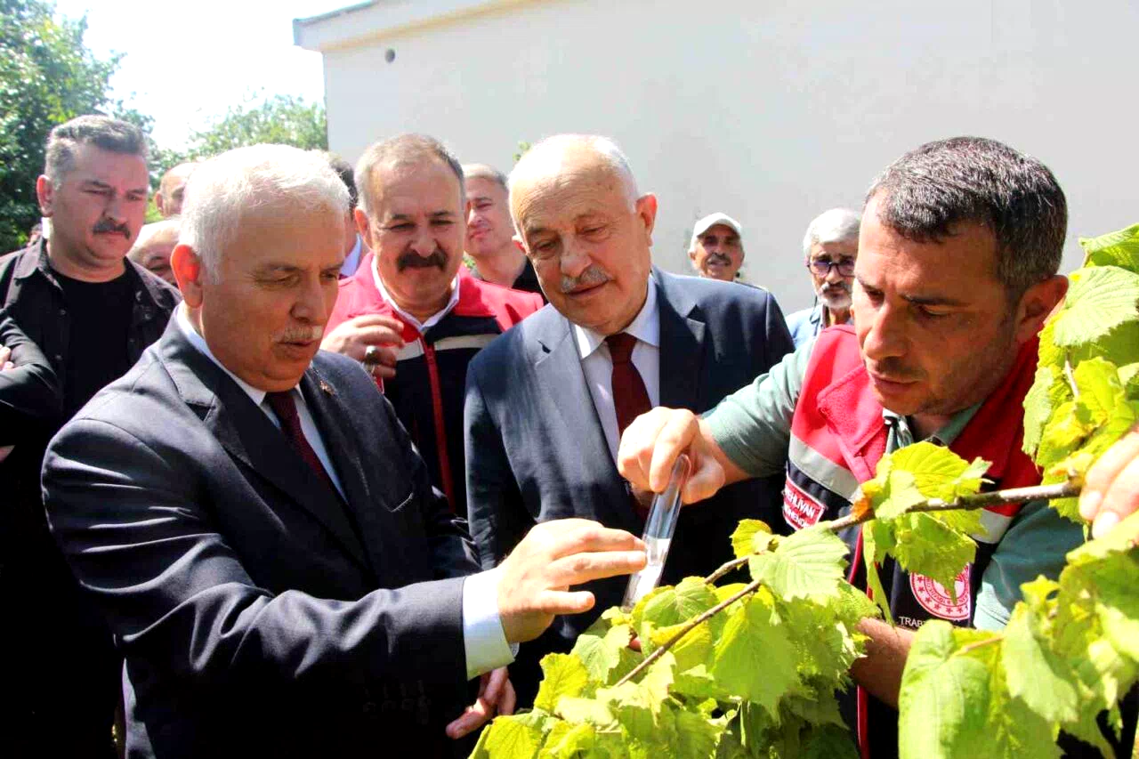 İstilacı kokarcaya karşı samuray arısı umudu