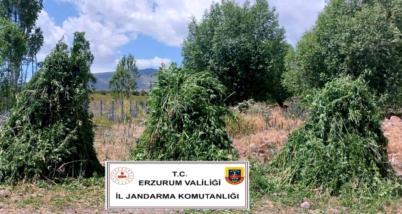 Jandarma’dan kenevir operasyonu