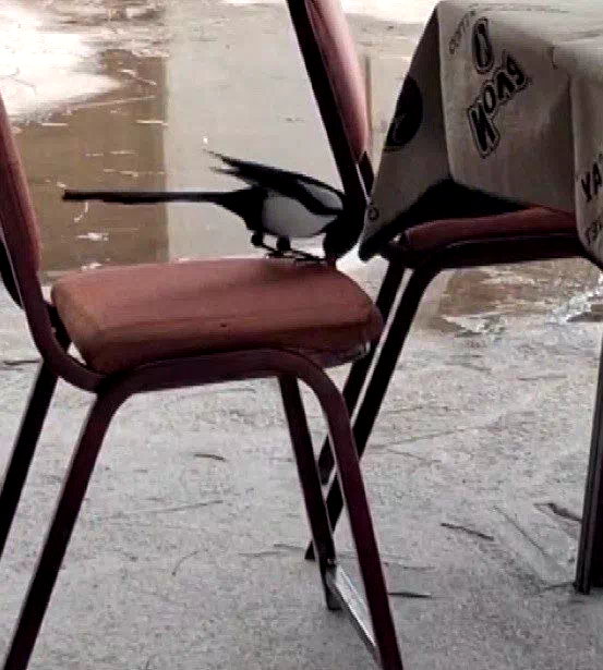 Kahvede oyun değil, saksağanın zekâsı izleniyor