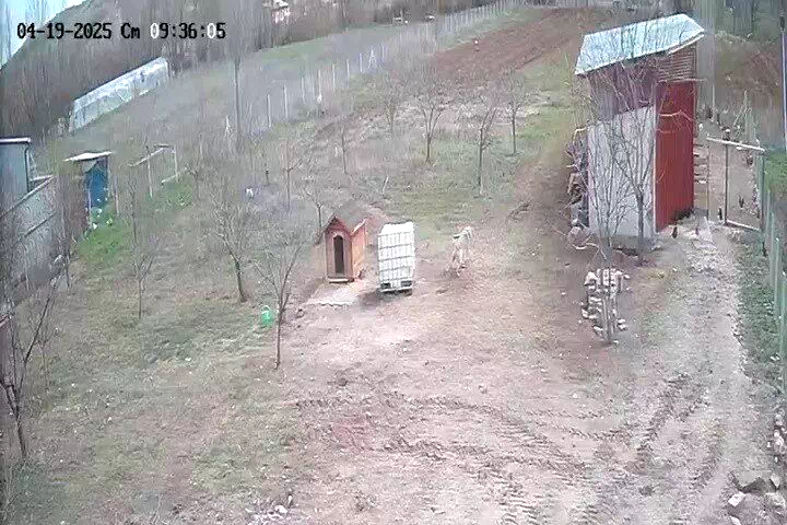 Kangal köpeğinin refleksi tavukların tilkiye yem olmasını önledi