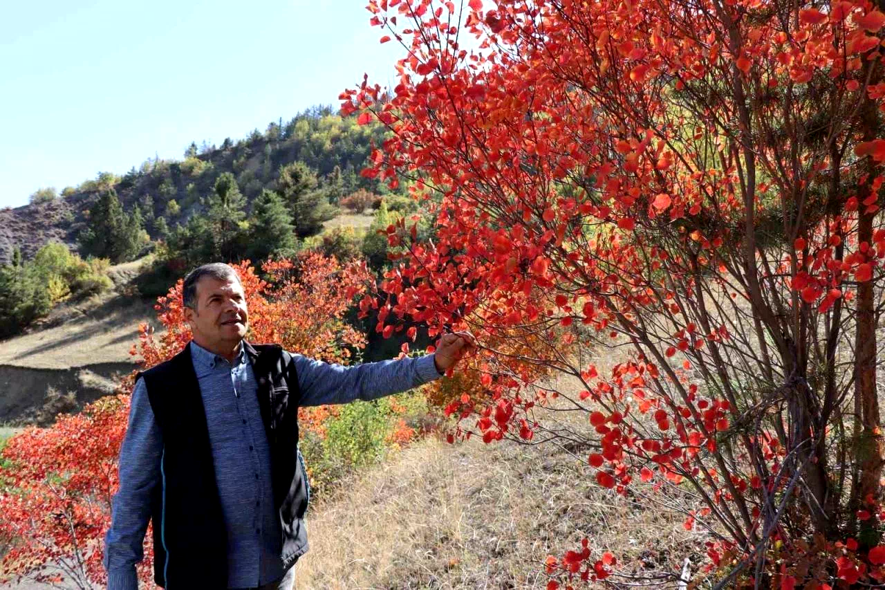 Kaplaç Ağaçları doğayı kırmızıya boyadı