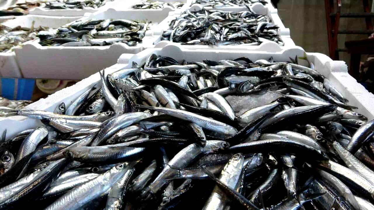 Karadeniz’de balık stokları azalıyor