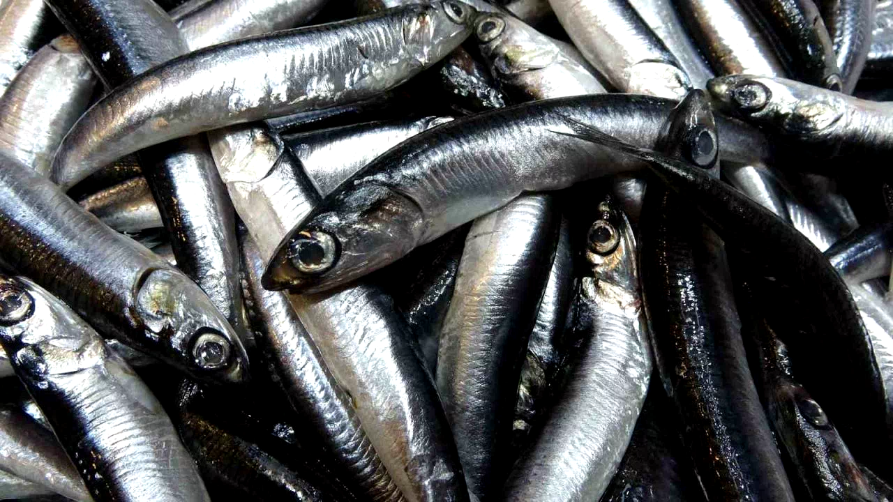 Karadeniz’de hamsi bolluğu sürüyor, mezgit ise birkaç gündür görünmüyor