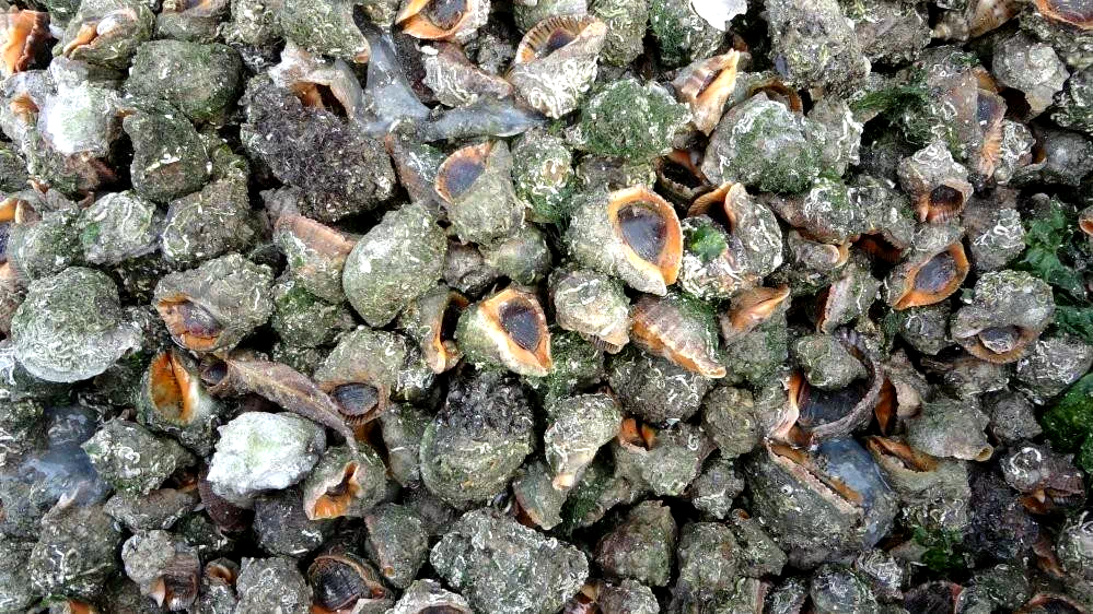 Karadeniz için en büyük iki tehdit: “Deniz salyangozu ve taraklı medüz”
