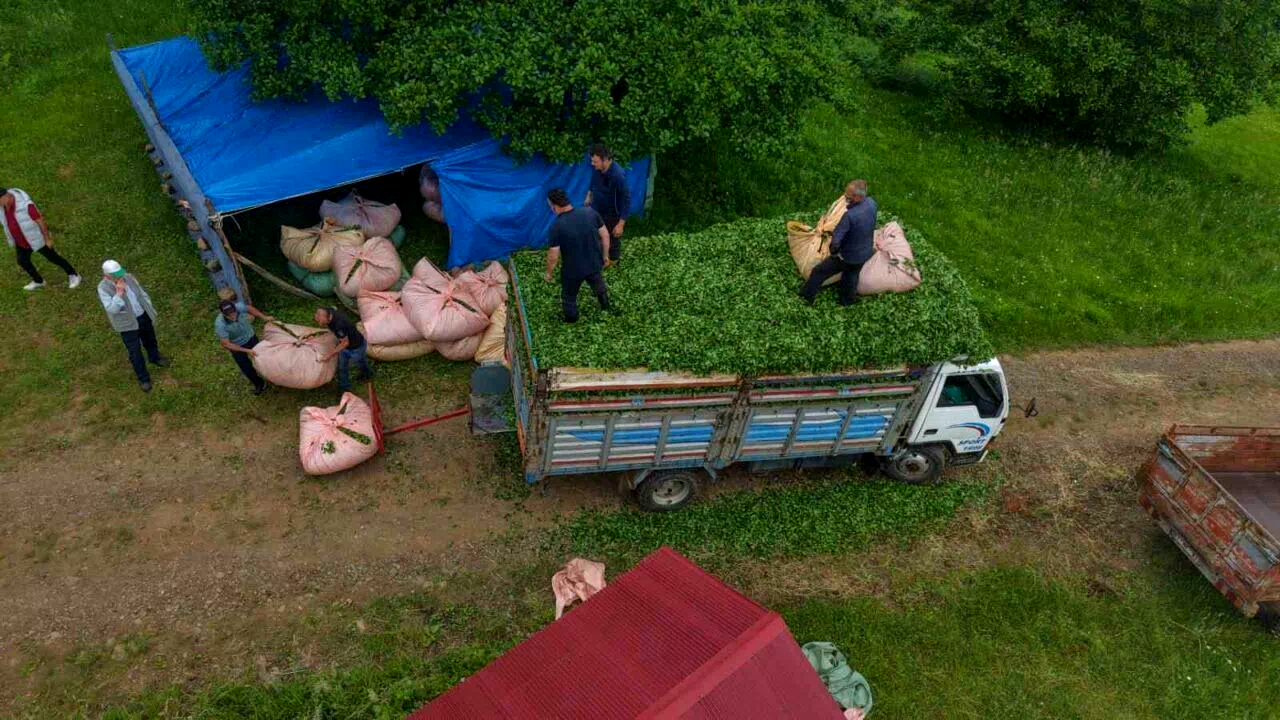 Karadeniz insanı yine zekasını konuşturdu, zor işi kolaylaştırdı