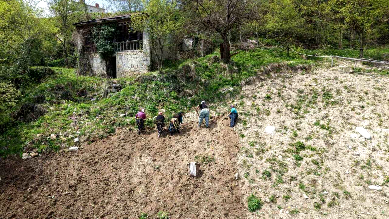 Karadeniz kadınının zorlu mesaisi başladı