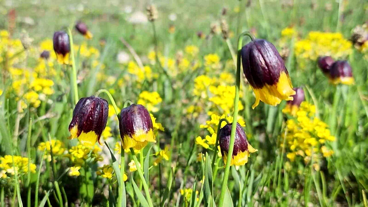 Karayazı’da Ters Lale Festivali coşkusu