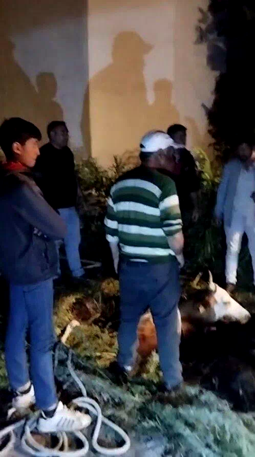 Kars’ta çukura düşen büyükbaş hayvan kurtarıldı