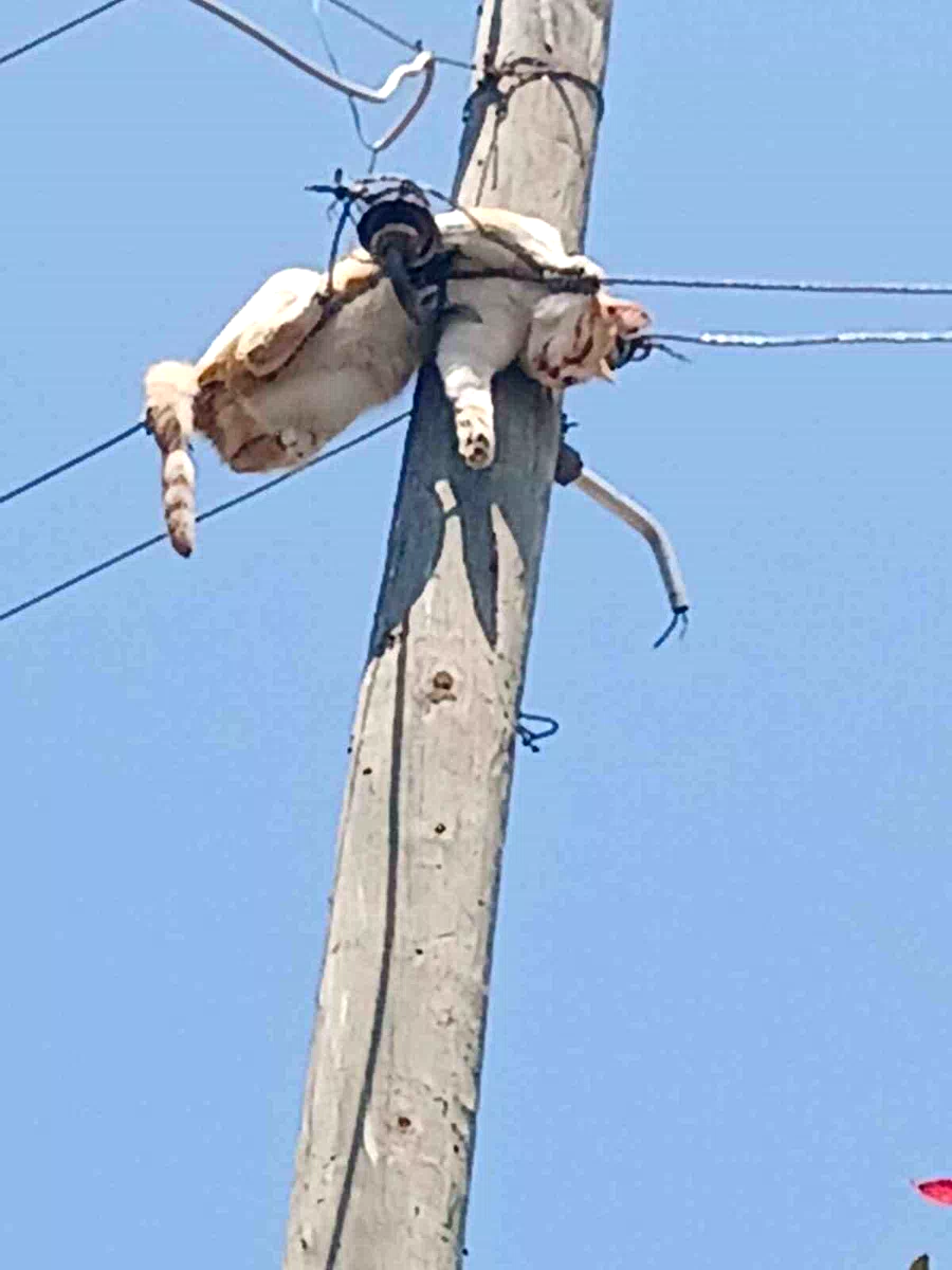 Kars’ta elektrik direğinde mahsur kalan kedi kurtarıldı