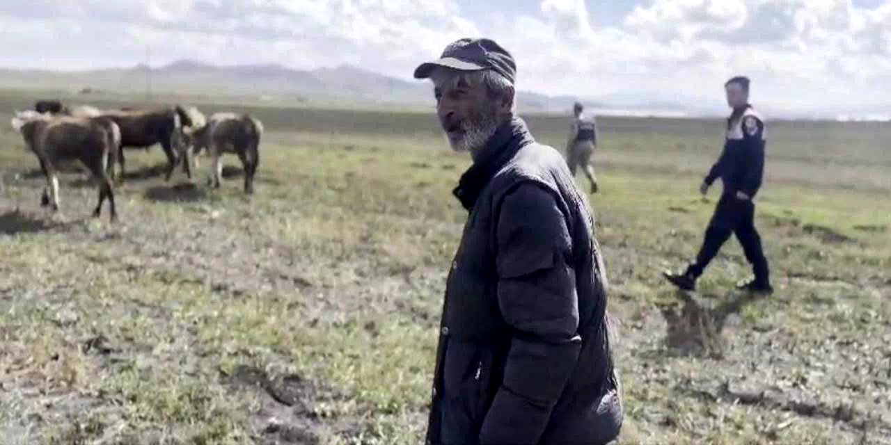 Kars’ta kaybolan 35 büyükbaş hayvanı jandarma buldu