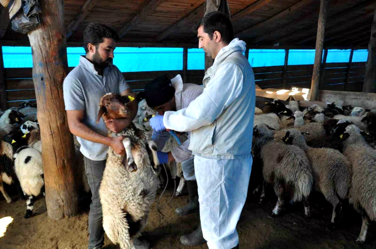 Kars’ta küçükbaş hayvanlara kayıt altına alınıyor