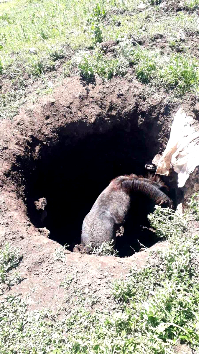 Kars’ta kuyuya düşen atı kendi imkanlarıyla kurtardılar