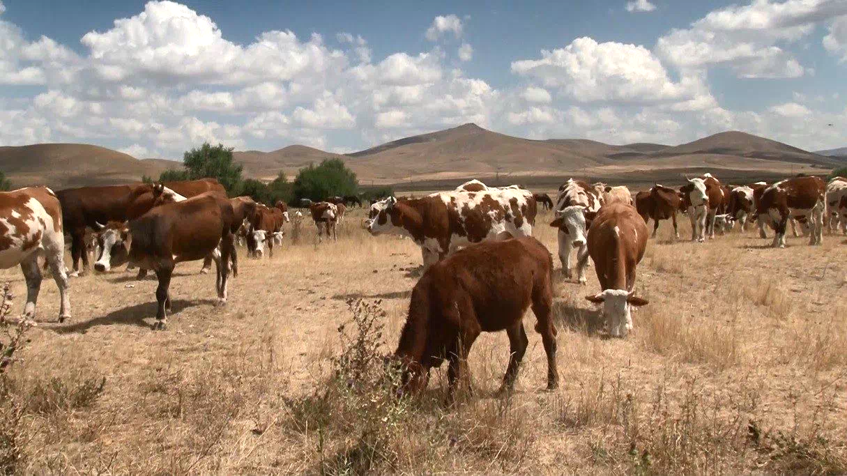 Kars’ta şap hastalığı geçti, hayvanlar yeniden meralara döndü