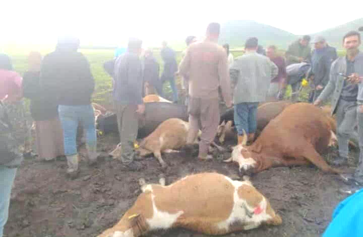 Kars’ta sürünün üzerine yıldırım düştü: 2 çoban yaralandı, 10 hayvan telef oldu