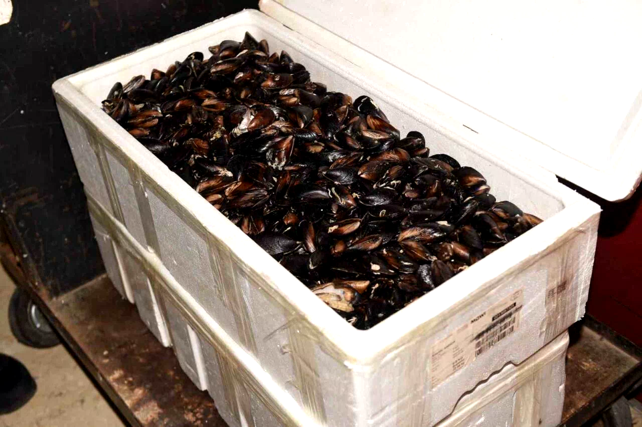 Kastamonu’da 45 kilogram sağlıksız midye ele geçirildi