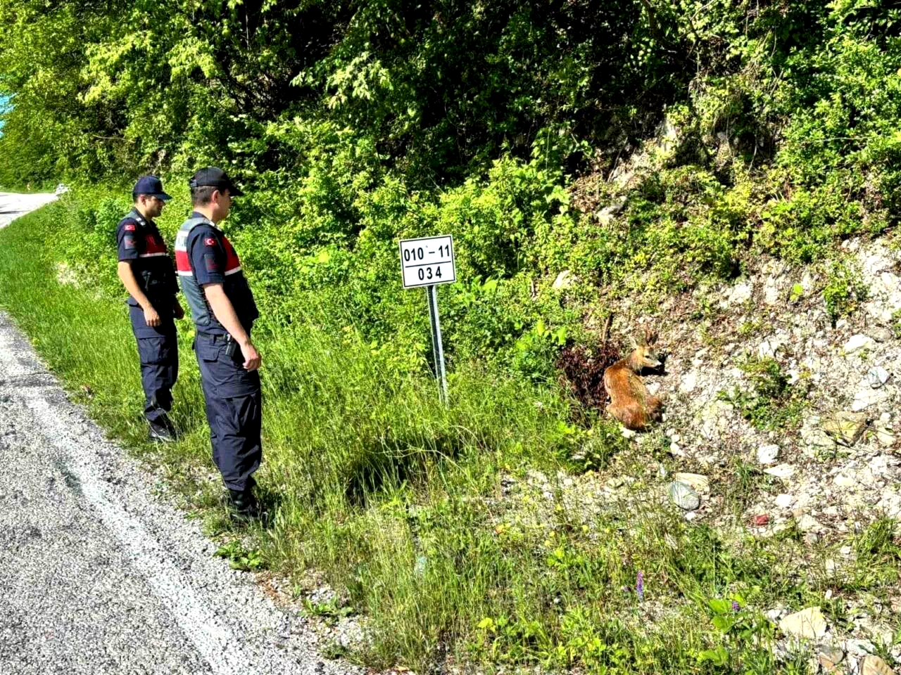 Kastamonu’da yaralı halde bulunan karacalar tedavi altına alındı