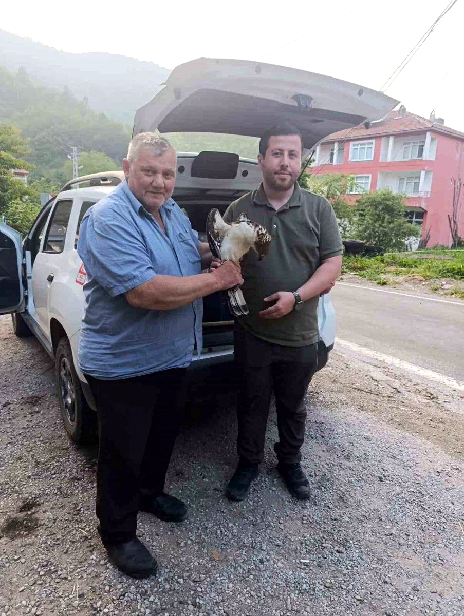 Kastamonu’da yaralı halde bulunan şahin, tedavi altına alındı