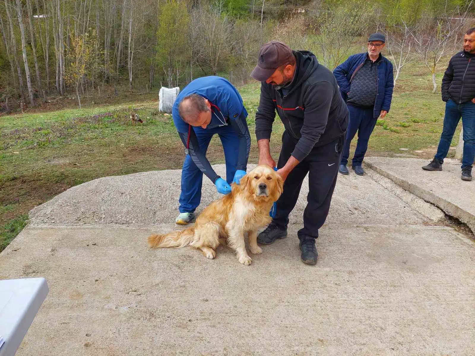 Kastamonu’daki sahipli köpekler mikroçiple kimliklendiriliyor
