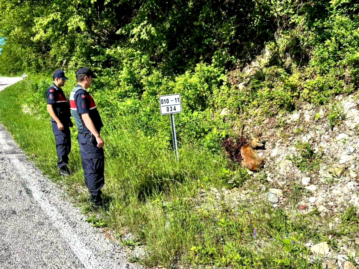 Kastamonu’da yaralı halde bulunan karacalar tedavi altına alındı