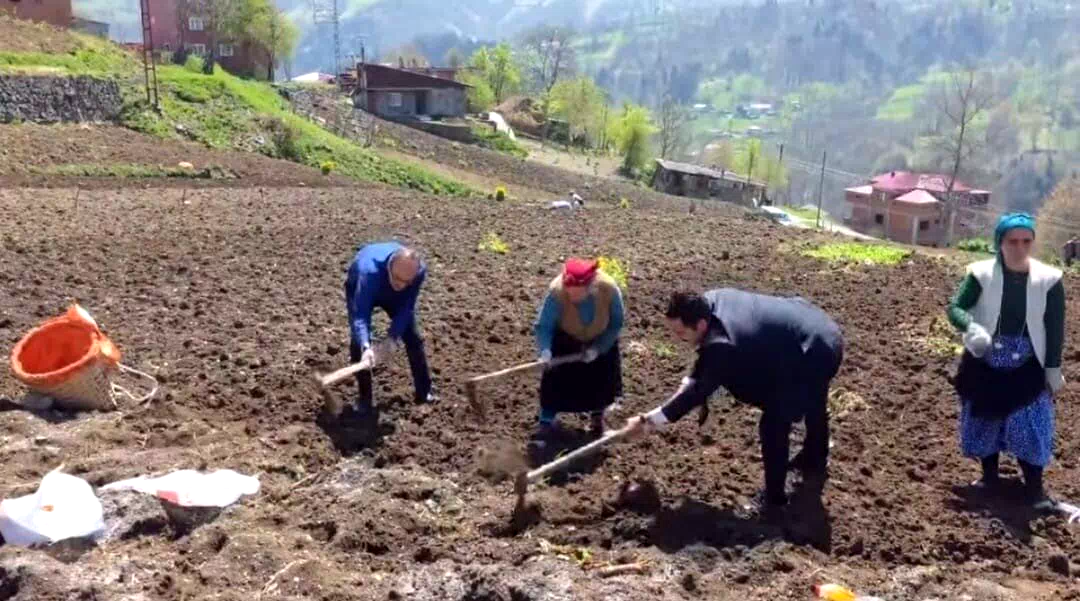 Kaymakam ve belediye başkanı tarlaya girdi, izleyenleri tebessüm ettiren anlar ortaya çıktı