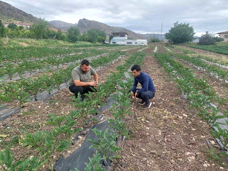 Kemah’ta modern yöntemlerle sebzecilik yapılıyor