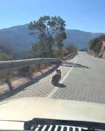 Kemaliye’de üniversite yolunda yavru ayı görüldü