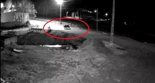 Kış uykusundan uyanan ayılar Bayburt’un köylerinde yiyecek aradı
