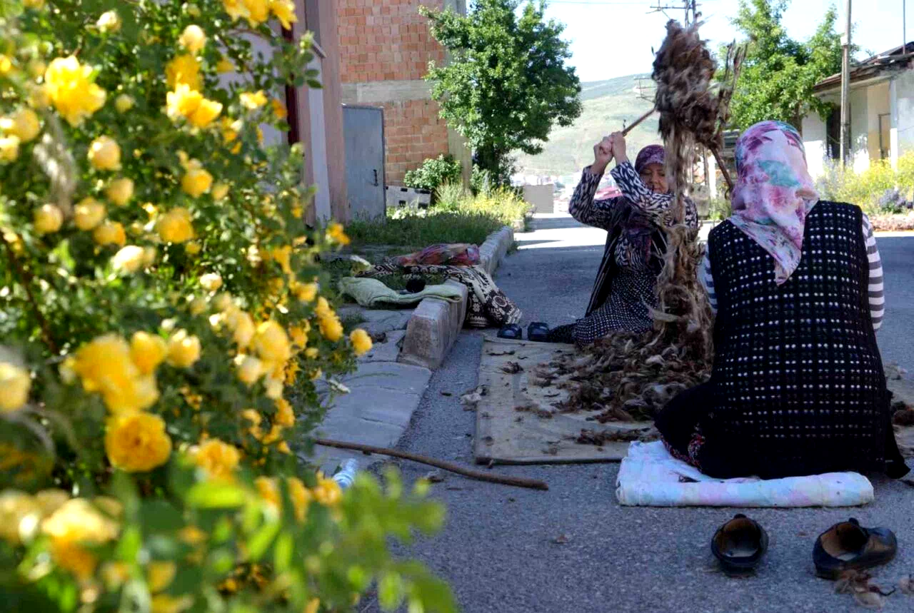 Kollar sağlık için sıvandı: Bayburtlu kadınların yün çırpma mesaisi başladı