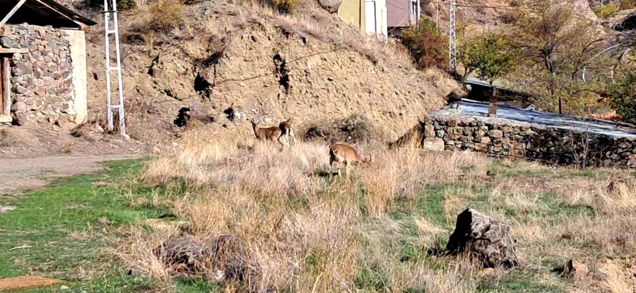 Köyde yaban keçileri özgürce otluyor