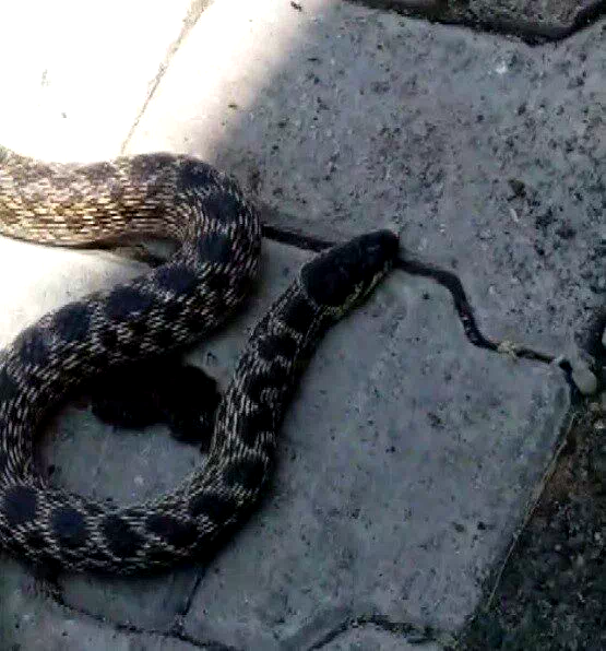 Kümesteki yumurtaları yiyen yılanı yakalayıp doğaya saldı