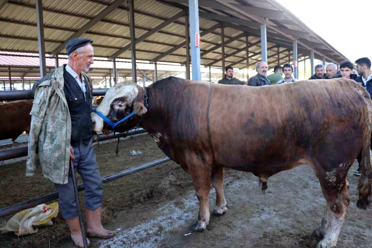 Kurban Bayramı öncesi hayvan pazarlarında hareketlilik başladı