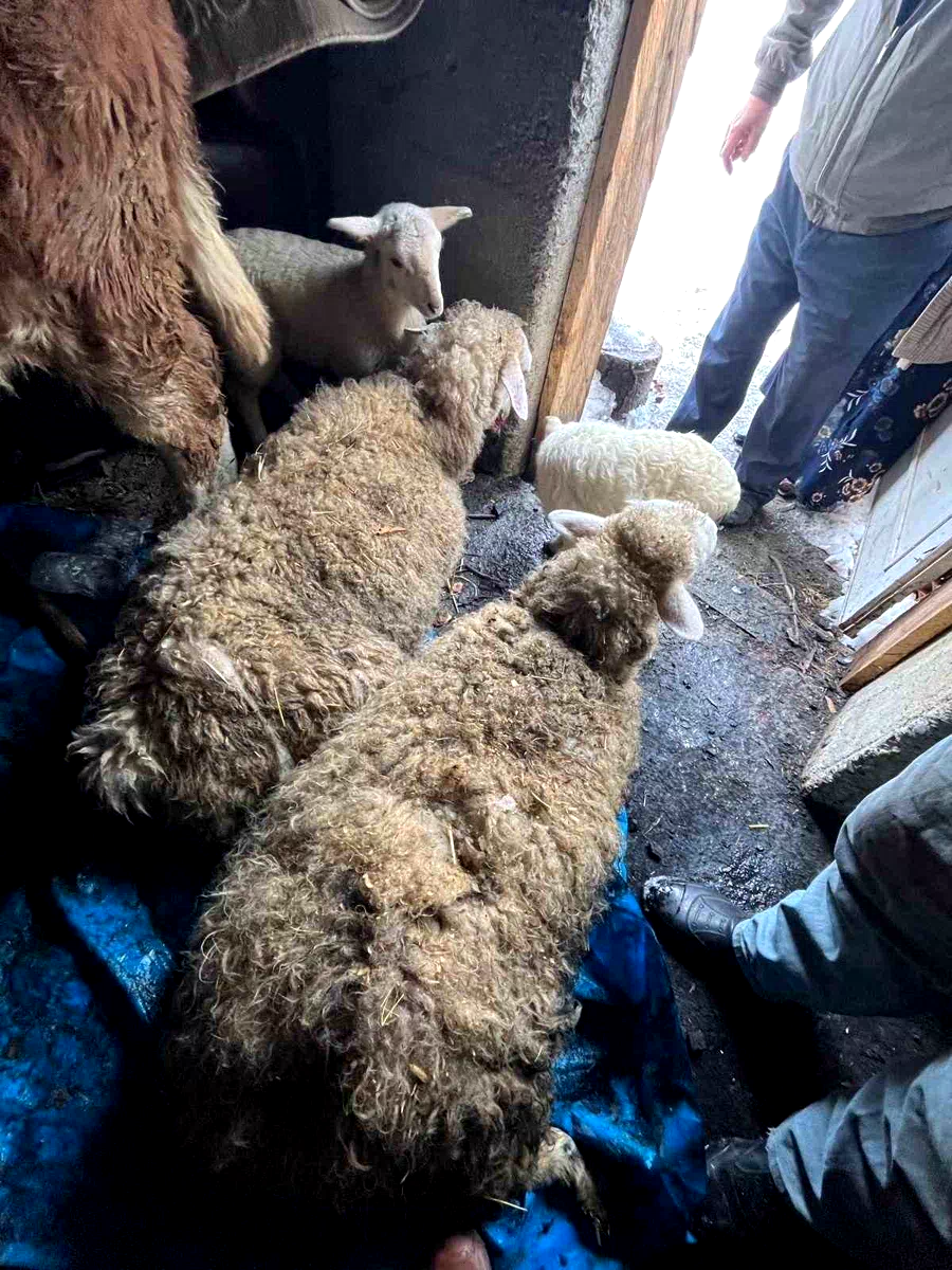 Küre ilçesinde kar nedeniyle ahır çöktü, hayvanlar kurtarıldı.