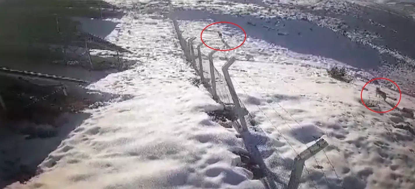 Kurtlar, Bayburt’ta Yerleşim Alanlarına İnerken Güvenlik Kameralarına Yakalandı