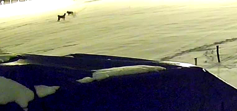 Kurtlarla dövüşen köpekten geriye postu kaldı