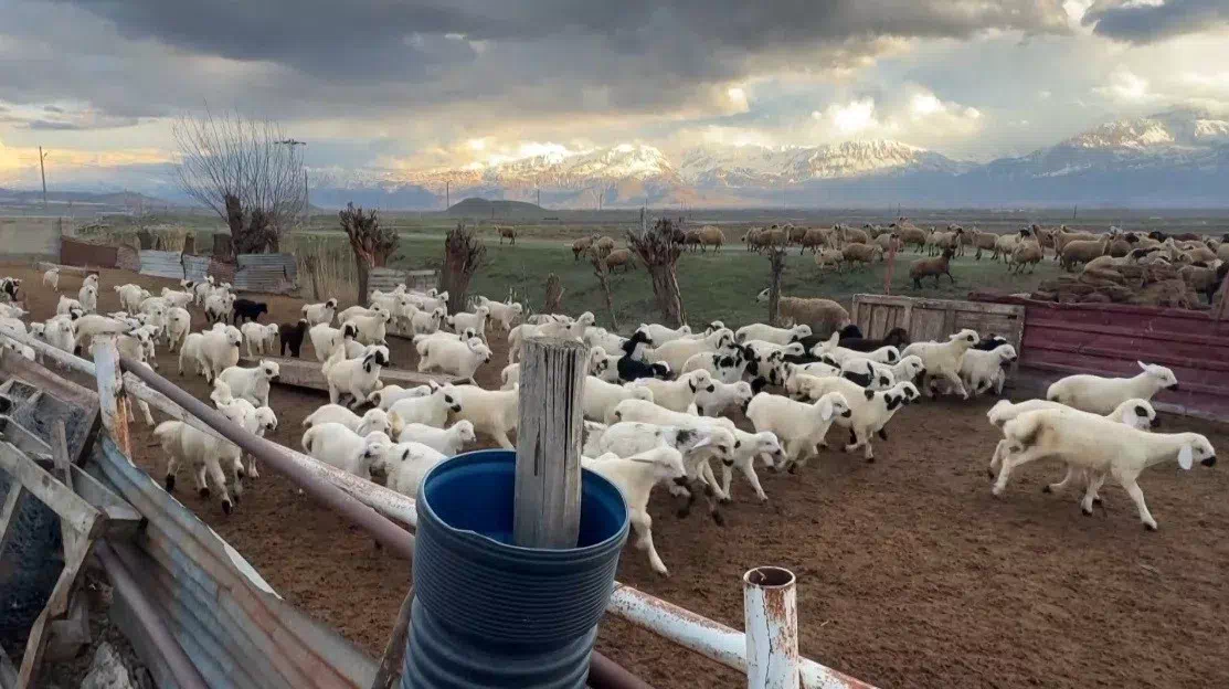 Kuzuların anneleriyle buluşması renkli görüntüler oluşturdu
