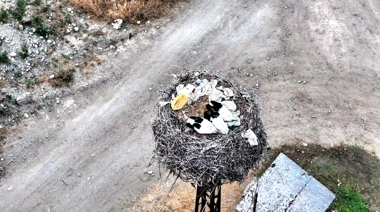 Leylek ailesi uyurken görüntülendi