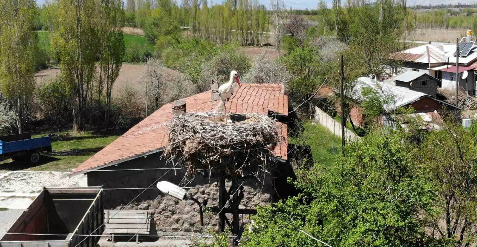 LEYLEKLER ESKİ YUVALARINA DÖNDÜ!