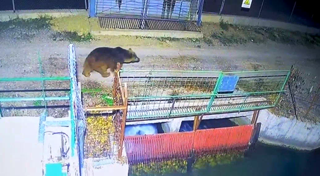 Mevsim normalleri değişti, ayılar hâlâ uyanık