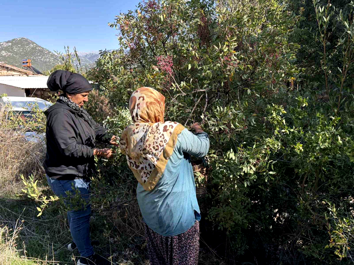 Meyvesi 300, yağı bin 200 liradan satılıyor; posası bile değerlendiriliyor