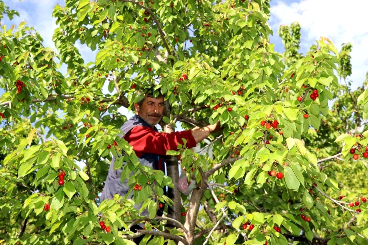 Misafir kirazında hasat vakti