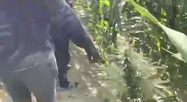 Mısır tarlasına ekilen uyuşturucuyu jandarma ele geçirdi: 1 tutuklama