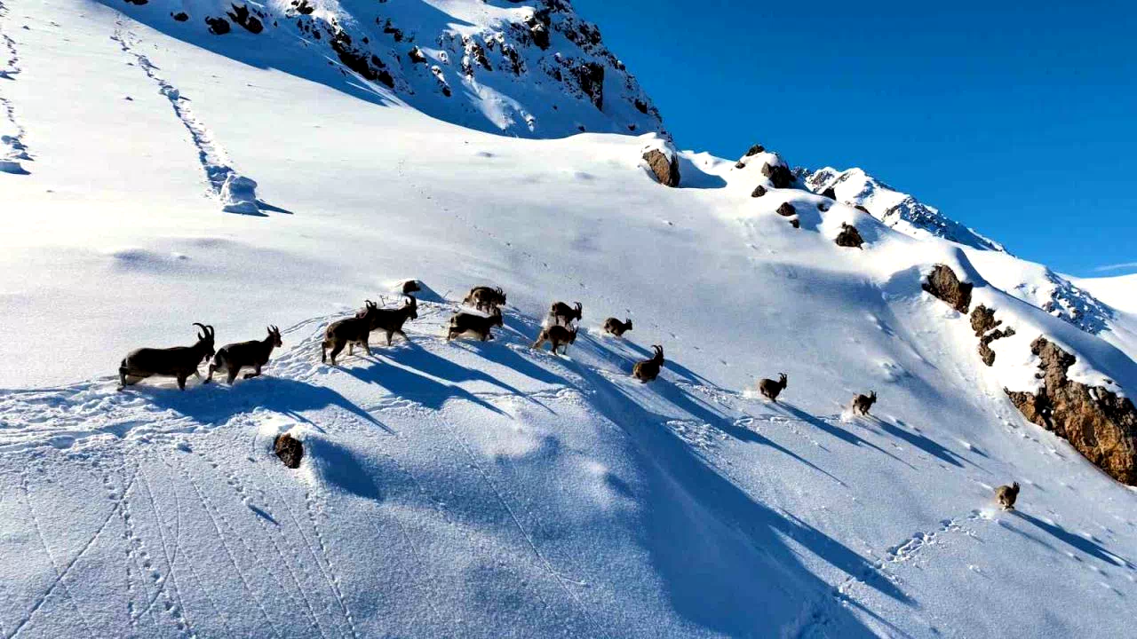 Munzur Dağları’nda yaban keçilerinin göçü havadan görüntülendi