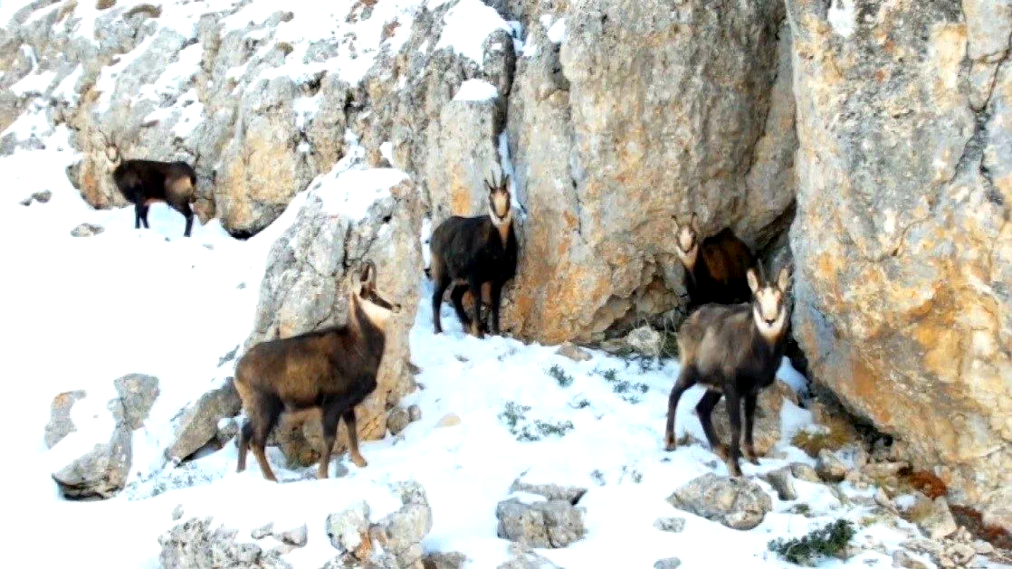 Munzur’un beyaz zirvesinde şamualar görüntülendi